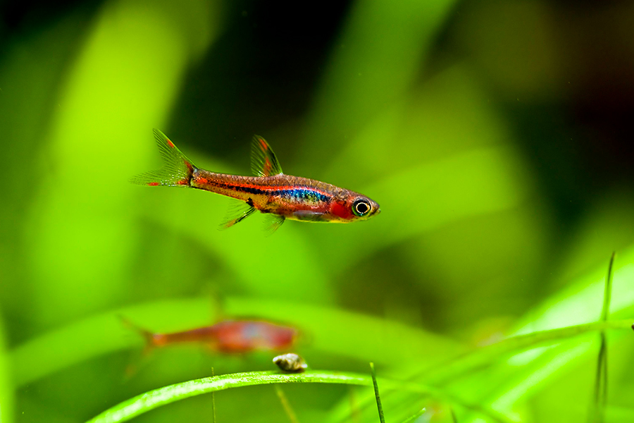 Mosquito rasbora ( 6 pcs) - Image 6