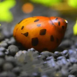 Nerrite snail combo( 2 pcs zebra nerrite, 2 pcs horned nerrite, 2 pc spotted nerrite)