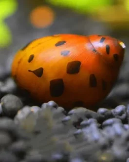 Nerrite snail combo( 2 pcs zebra nerrite, 2 pcs horned nerrite, 2 pc spotted nerrite)