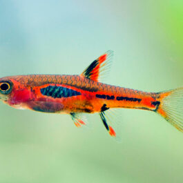 Mosquito rasbora ( 6 pcs)