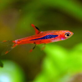 Mosquito rasbora ( 6 pcs)