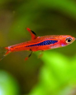 Mosquito rasbora ( 6 pcs)