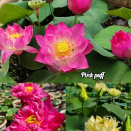 Pink puf, si thug sui, yellow prior pink lotus tuber combo( 3 lotus)