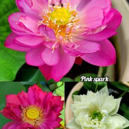 Pink Spark, N. Sukanya, White Pony lotus tuber combo(3 lotus)