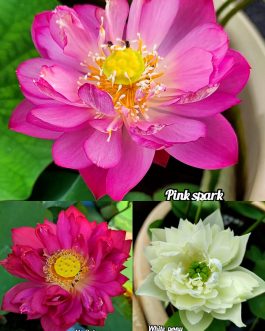 Pink Spark, N. Sukanya, White Pony lotus tuber combo(3 lotus)