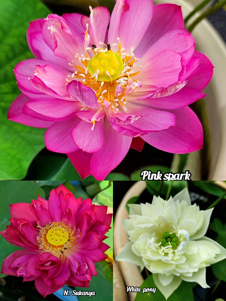 Pink Spark, N. Sukanya, White Pony lotus tuber combo(3 lotus)