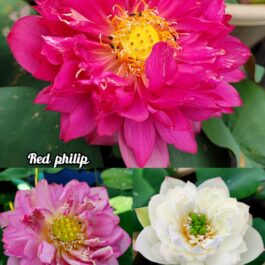 Red Philip, Princes Peony, White Maldives lotus tuber combo(3 lotus)