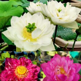 Thai hu love deeps, Chandrabhaga, Pink Masky lotus tuber combo(3 lotus)