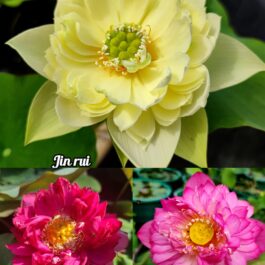 Jin rui, Mahima, Dripping Dew lotus tuber combo(3 lotus)