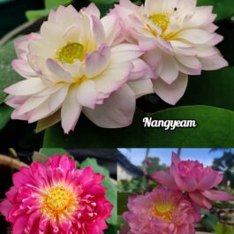 Nangyeam, Meesok, Peachy girl lotus tuber combo(3 lotus)