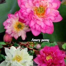 Amery Peony, White masky, Ming Liu lotus tuber combo (3 lotus)