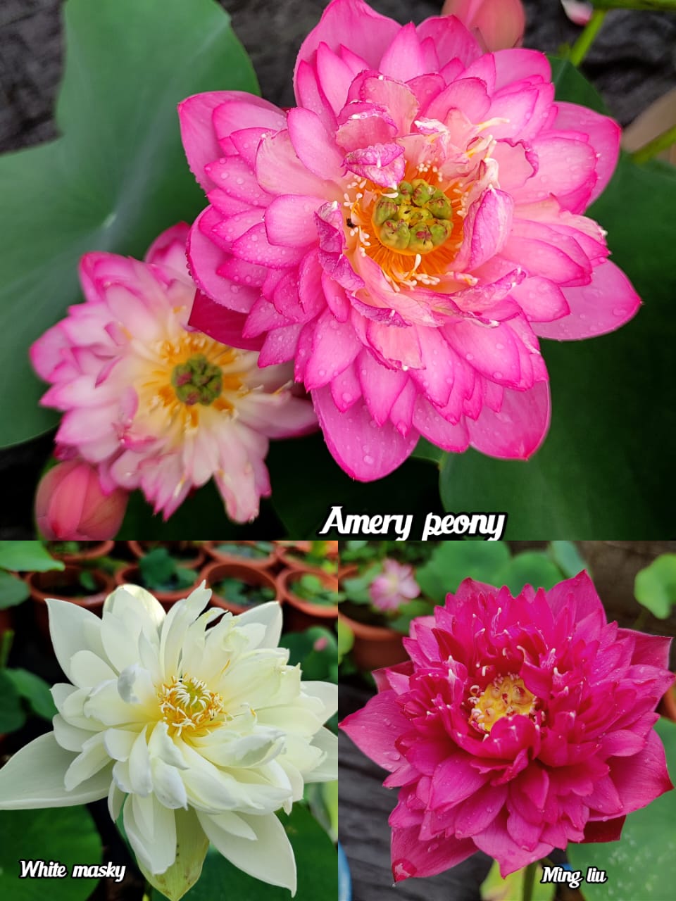 Amery Peony, White masky, Ming Liu lotus tuber combo (3 lotus)