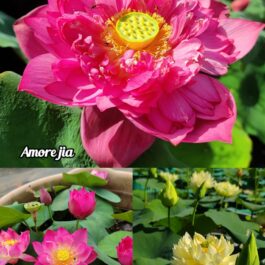 Amore jia, Pink Puff, Yellow pror pink lotus tuber combo(3 lotus)