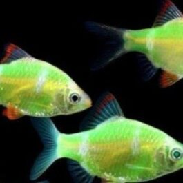 Lemon yellow tiger barb ( 5 pcs)