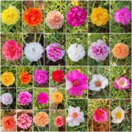 Portulaca/grandiflora/Table Rose-mixed colours (10 varieties)