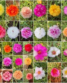 Portulaca/grandiflora/Table Rose-mixed colours (10 varieties)