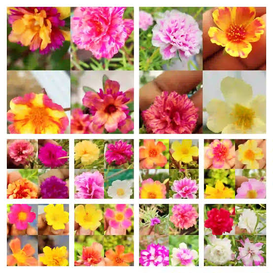 Portulaca/grandiflora/Table Rose-mixed colours (10 varieties) - Image 3