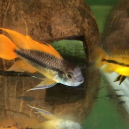 Apistogramma cacatuoides Orange flash large sized ( 2.5 inch sized 1 fish)