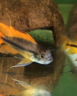 Apistogramma cacatuoides orange flash  (pair)