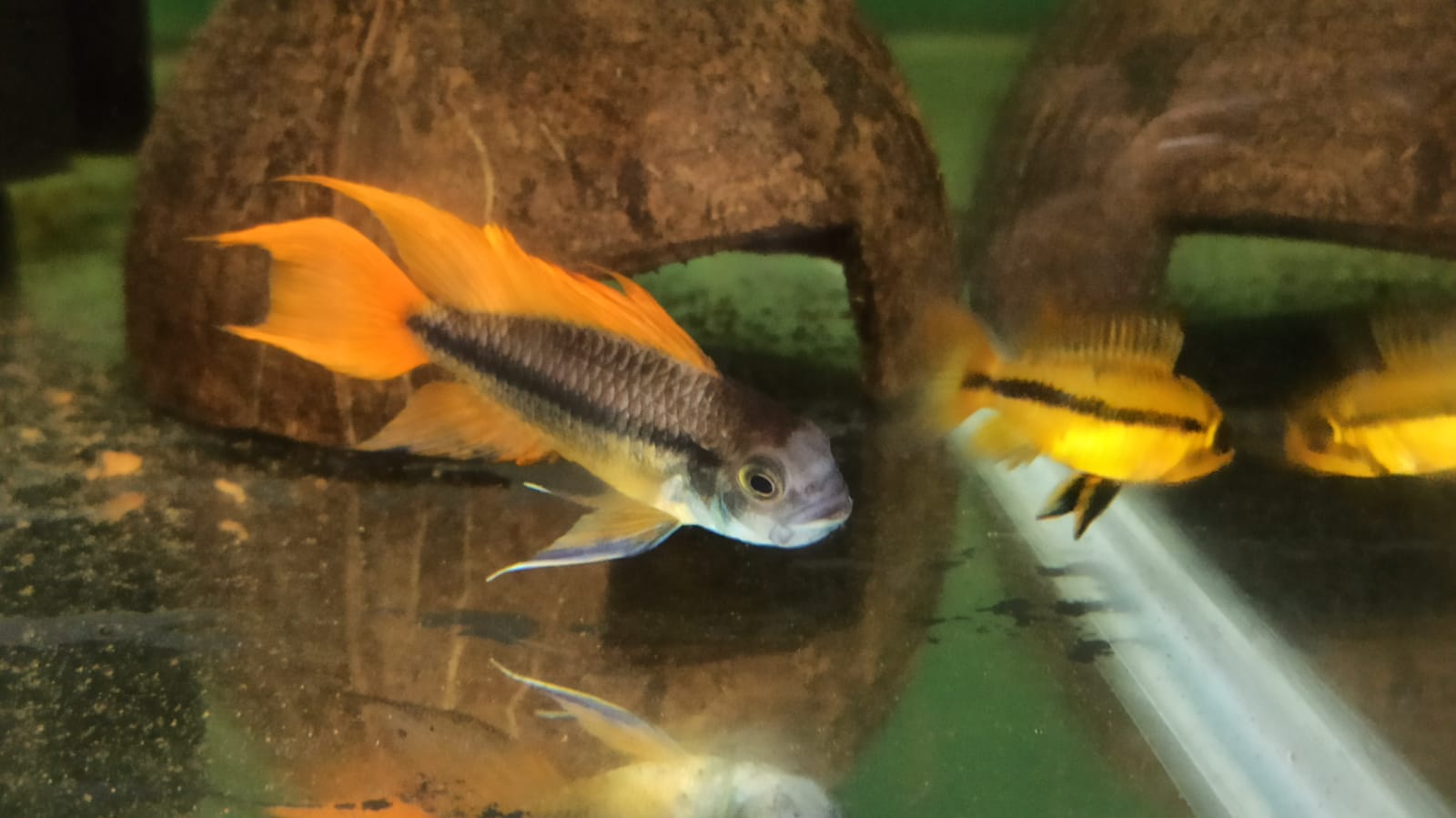 Apistogramma cacatuoides orange flash  (pair) - Image 2