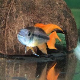 Apistogramma cacatuoides orange flash  (pair)