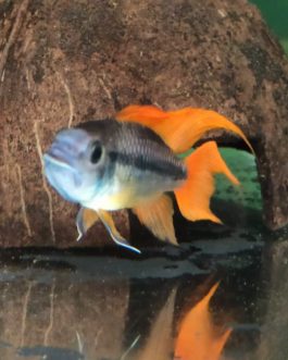 Apistogramma cacatuoides orange flash  (pair)