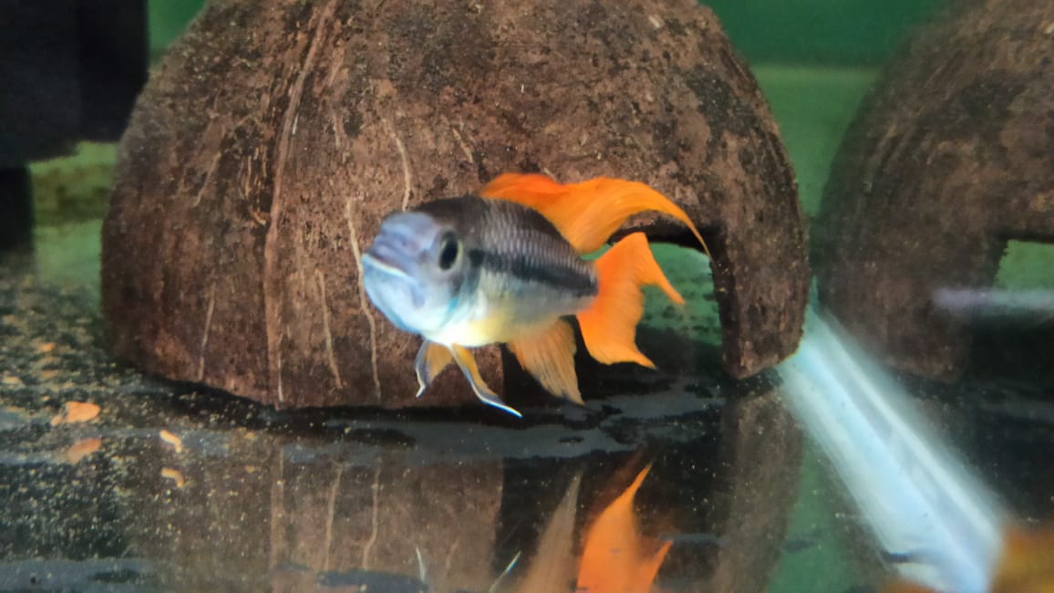 Apistogramma cacatuoides orange flash  (pair)