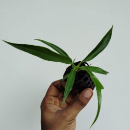Philodendron Tortum (small sized pot)