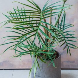 Philodendron Tortum (small sized pot)