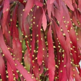 Red Rhipsalis (jiffy sized plant)