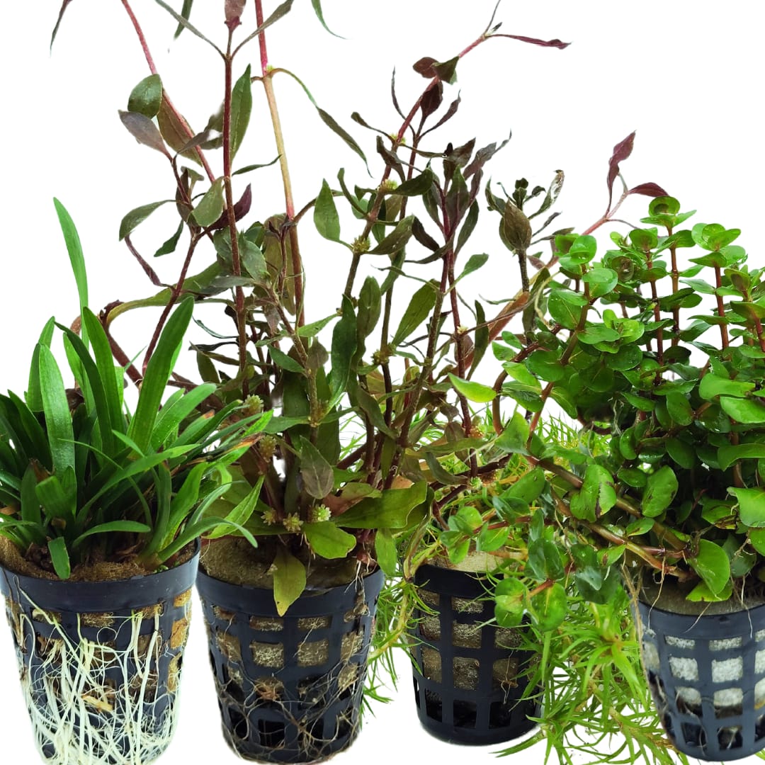 Well rooted- aquatic wholesale combo (10 varieties pots) - Image 4