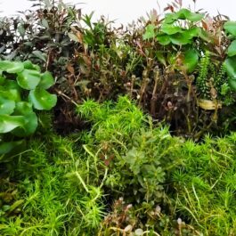 Well rooted- aquatic wholesale combo (10 varieties pots)