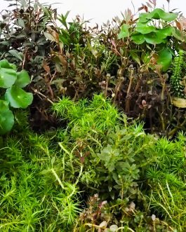 Well rooted- aquatic wholesale combo (10 varieties pots)