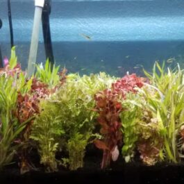 Well rooted- aquatic wholesale combo (10 varieties pots)