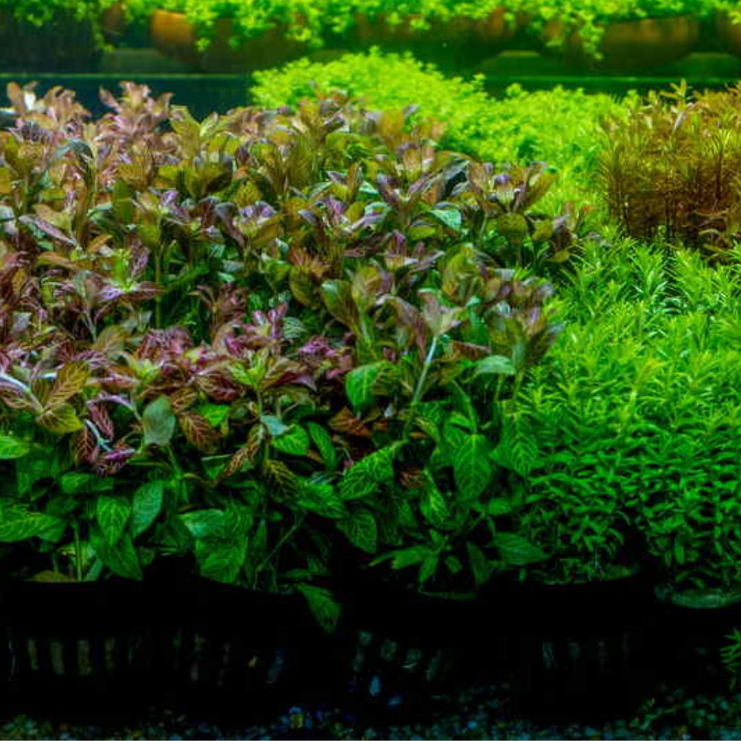 Well rooted- aquatic wholesale combo (10 varieties pots) - Image 3