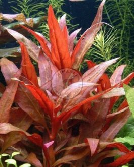 Alternanthera Reineckii (large pot)