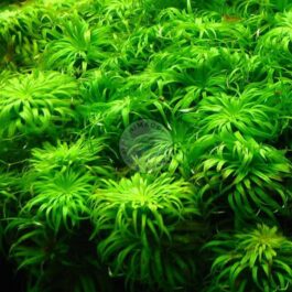 Syngonanthus sp Belem (large pot)