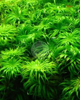 Syngonanthus sp Belem (large pot)