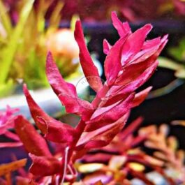 Rotala sp Yarabje (large pot)