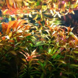 Ludwigia repens (large pot)