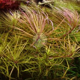 Pogostemon Stellatus Dassen Purple (large pot)