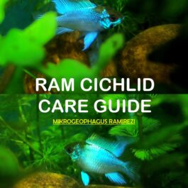 Ram cichild care guide