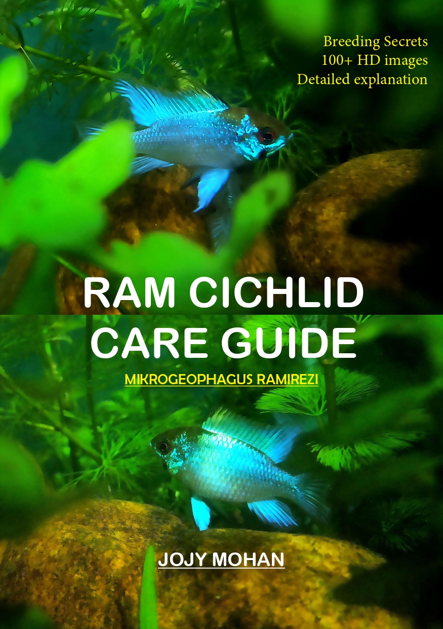 Ram cichild care guide - Image 2