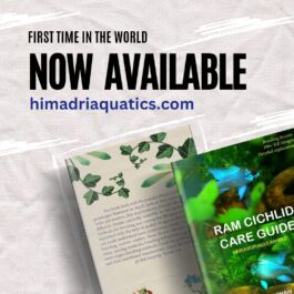 Ram cichild care guide