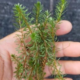 Rotala Vietnam (6 stems)