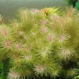 Rotala Vietnam (6 stems)