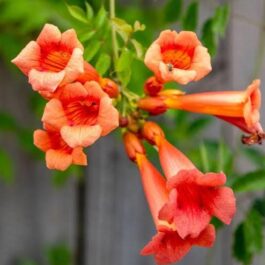 Trumpet vine (single plant)