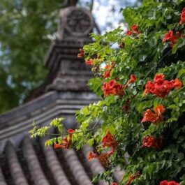 Trumpet vine (single plant)