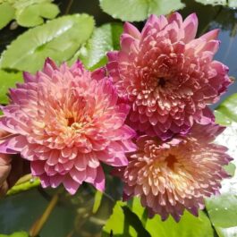 Hassabadaian tropical waterlily flower plant