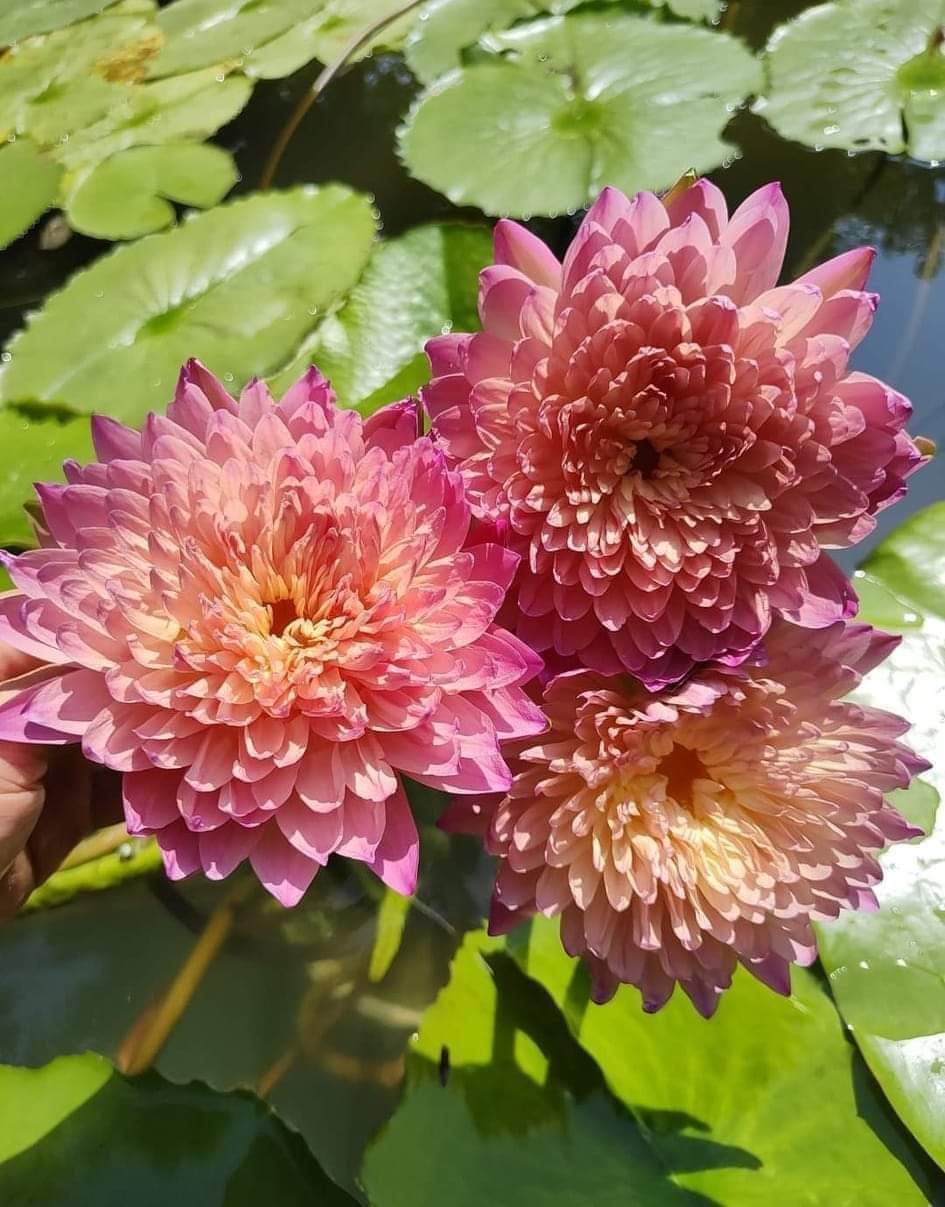 Hassabadaian tropical waterlily flower plant